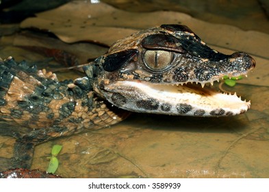 Smooth Fronted Caiman Palaeosuchus Trigonatus