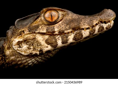 Smooth Fronted Caiman (Paleosuchus Trigonatus)