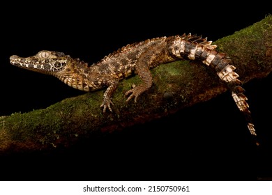 Smooth Fronted Caiman (Paleosuchus Trigonatus)