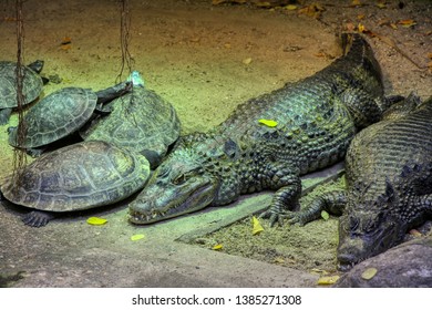 Smooth Fronted Caiman With Turtles