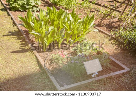 smooth the garden bed with the ground, which grow on various culture plants, organic, medicinal, spicy, delicious