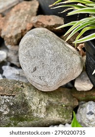 Smooth gray river stone with moss and spider plant leaves natural texture background