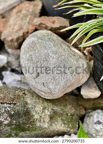 Smooth gray river stone with moss and spider plant leaves natural texture background