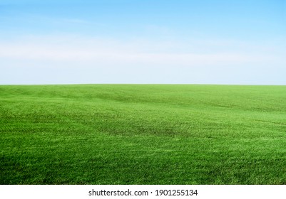 Smooth green grass, lawn against a large blue sky on a sunny day. Wide view of the mown lawn. Natural background of green grass, fresh juicy frame.