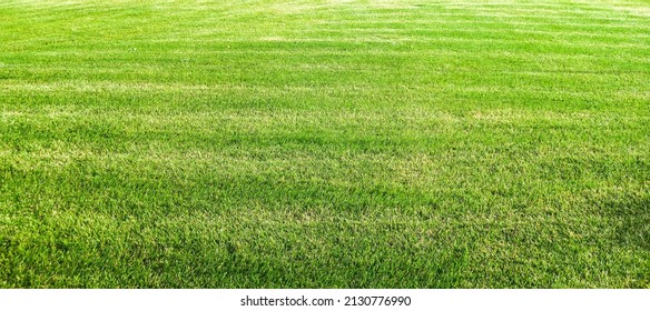 Smooth Green Grass, Neatly Trimmed Lawn. Wide View Of The Manicured Lawn. Natural Background Of Yellow-green Grass With Beautiful Stripes After Mowing.