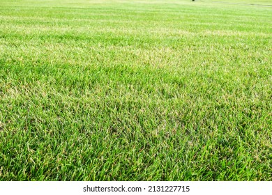 Smooth Green Grass, Neatly Trimmed Lawn. Wide View Of The Manicured Lawn. Natural Background Of Yellow-green Grass With Beautiful Stripes After Mowing.