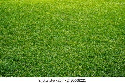 Smooth green grass, well-groomed lawn on a sunny day. Natural background of yellow-green grass in the sun. Stadium grass. Top view of garden background, bright grass concept, lawn for sports field Arkivfotografi