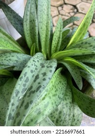 Smooth Green Leaf Cluster Plant With Dark Green Spots