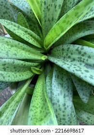 Smooth Green Leaf Cluster Plant With Dark Green Spots