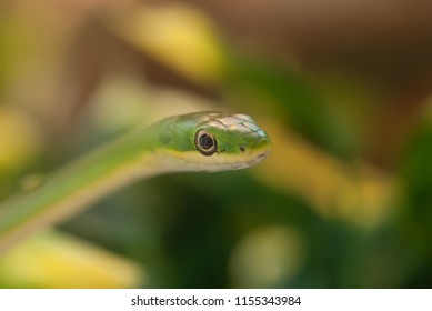 Smooth Green Snake