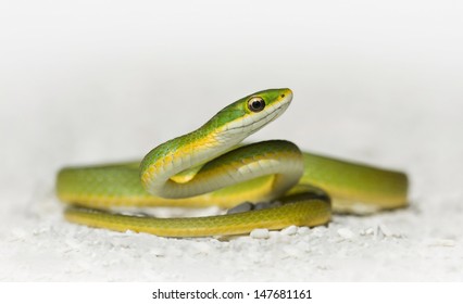 Smooth Green Snake