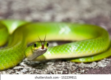 Smooth Green Snake