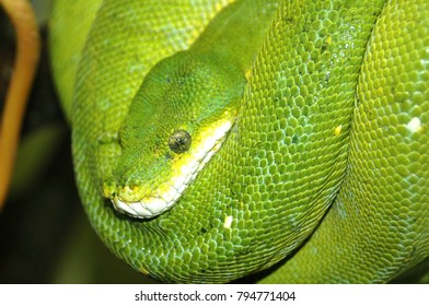 Smooth Green Snake Curled Up