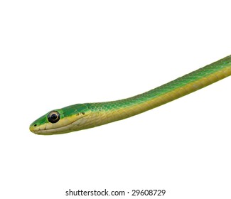 Smooth Green Snake Isolated On White