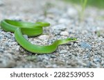 Smooth green snake from New Hampshire 