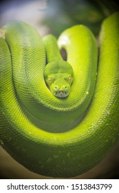 Smooth Green Snake On The Lookout