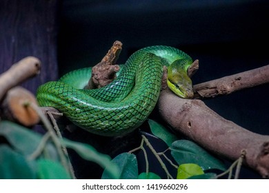 Smooth Green Snake Is Staring 