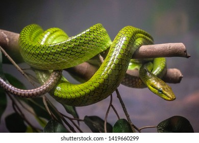 Smooth Green Snake Is Staring 