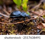 Smooth ground beetle (Carabus glabratus) macro