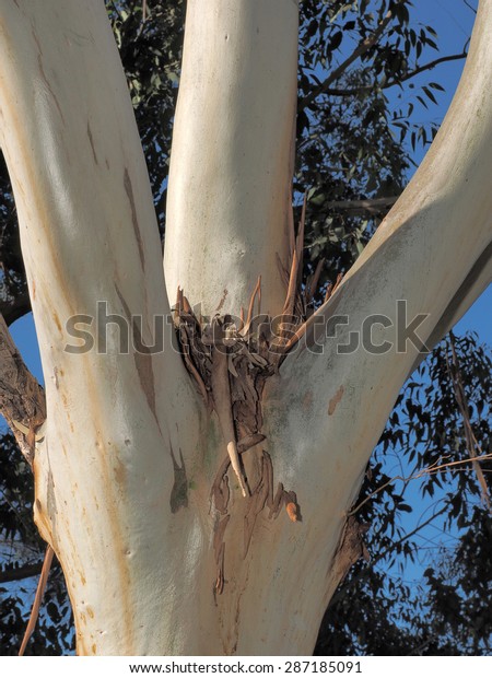 Smooth  Gum tree bark with branch\
offs in a park in Glen Waverley, Victoria,\
Australia