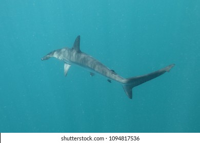 Smooth Hammerhead Shark, Sphyrna Zygaena, Cape Infanta, South Africa, Indian Ocean