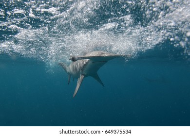 Smooth Hammerhead Shark, Sphyrna Zygaena, Cape Infanta, South Africa, Indian Ocean