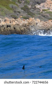 Smooth Hammerhead Shark, Sphyrna Zygaena, Cape Infanta, South Africa, Indian Ocean