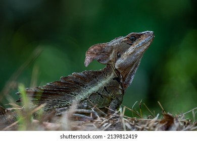 Smooth Helmeted Iguana Sometimes Known Helmeted Stock Photo 2139812419