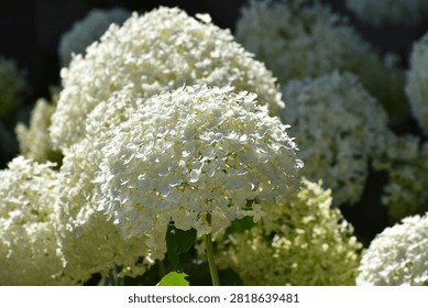 Smooth hydrangea
 Large white flower heads create a luminous display, their countless tiny florets catching sunlight while darker foliage recedes into soft focus.