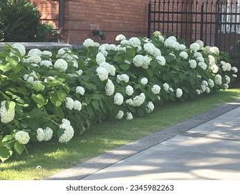 Smooth Hydrangea shrub blooming in August.  Shade loving deciduous shrub.