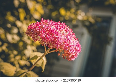 Smooth Hydrangea, A Species Of Hydrangeas