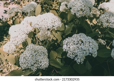 Smooth Hydrangea At Sunny Day.