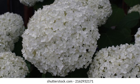 Smooth Hydrangea, White Tiny Flowers, In The Garden