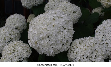 Smooth Hydrangea, White Tiny Flowers, In The Garden