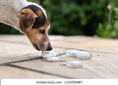 Smooth Jack Russell Terrier 11 Years Old. 
Dog  In Heat Summer Quenches His Thirst On An Ice Cube