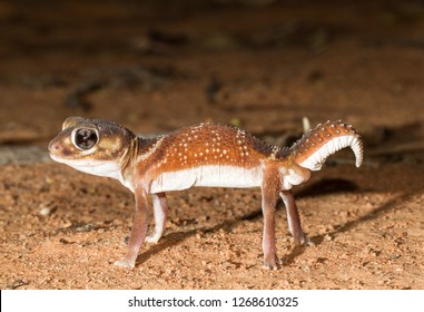 Smooth Knob tailed Gecko