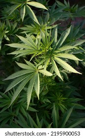 Smooth Light Ejected Onto Vegetative Female Cannabis Plant