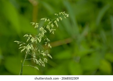 Smooth Meadow Grass, Close-up, Selective Focus With Bokeh Dark Green Background - Poa Pratensis 