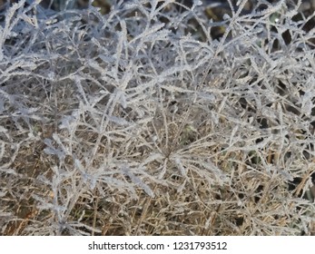 Smooth Meadow Grass Covered With Hoarfrost