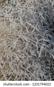 Smooth Meadow Grass Covered With Morning Hoarfrost. Close Up, Vertical Orientation