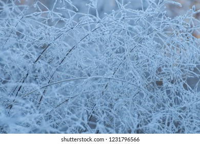 Smooth Meadow Grass Covered With Morning Hoarfrost. Close Up, Selective Focus