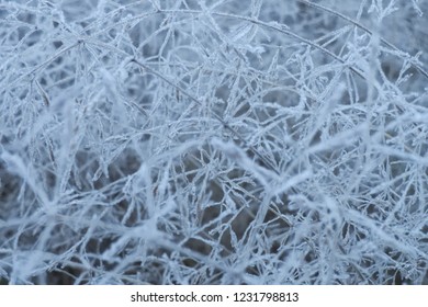 Smooth Meadow Grass Covered With Morning Hoarfrost. Close Up, Selective Focus