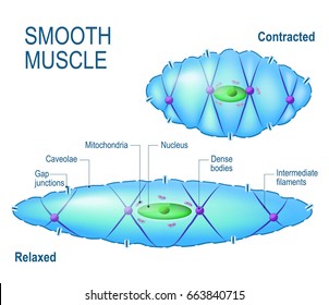 Skeletal Muscle Images, Stock Photos & Vectors | Shutterstock