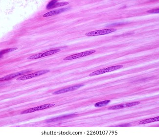 Smooth muscle fibers longitudinally sectioned. These cells show a very elongated fusiform nucleus which contains small nucleoli. - Shutterstock ID 2260107795