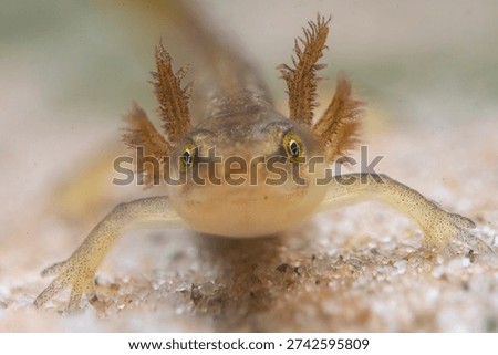 Smooth newt Cobitis taenia, eft resting on freshwater riverbed, England, UK, November