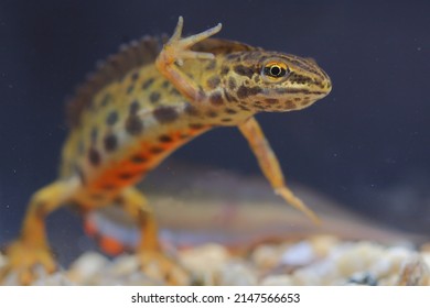 The smooth newt, European newt, northern smooth newt or common newt (Lissotriton vulgaris) male in underwater natural habitat