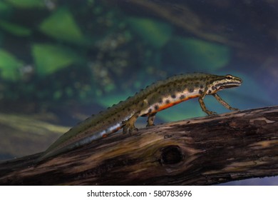 Smooth Newt - Male