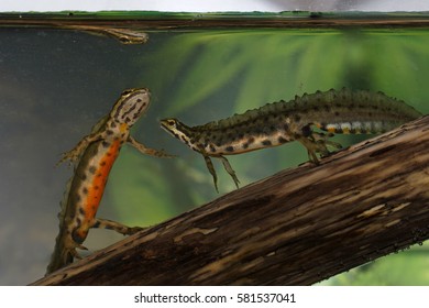 Smooth Newt - Pair