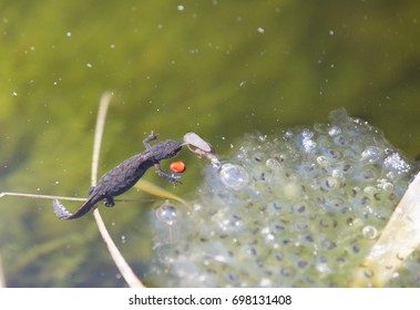 Smooth Newt (Triturus Vulgaris)