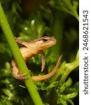 
Smooth newt young resting on a plant